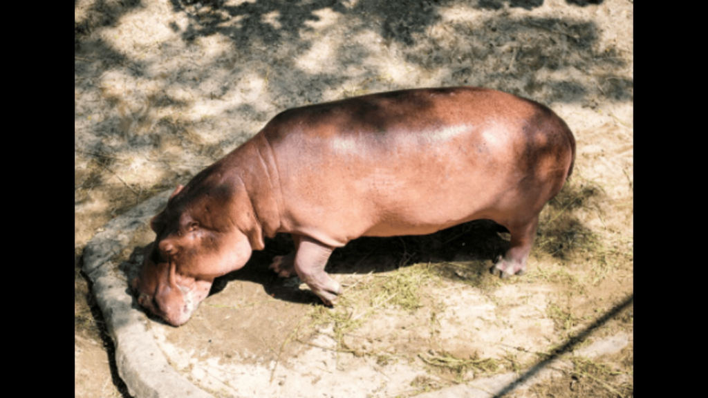 Michigan’s John Ball Zoo welcomed its first-ever pygmy hippo, ‘Hugo,’ marking a milestone for the endangered species.