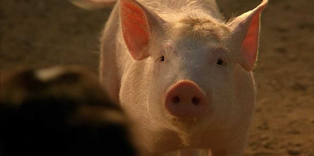 The 10 Best Animal Performances In Movies Ranked