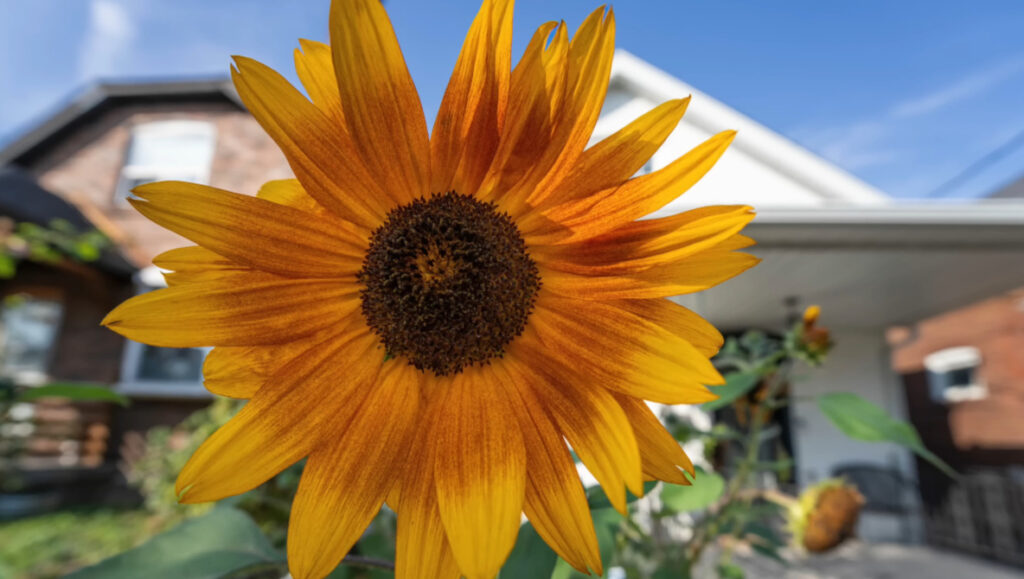 The $200 Full Frame Ultra-Wide Lens That Punches Above Its Price: Viltrox 14mm f/4 Air