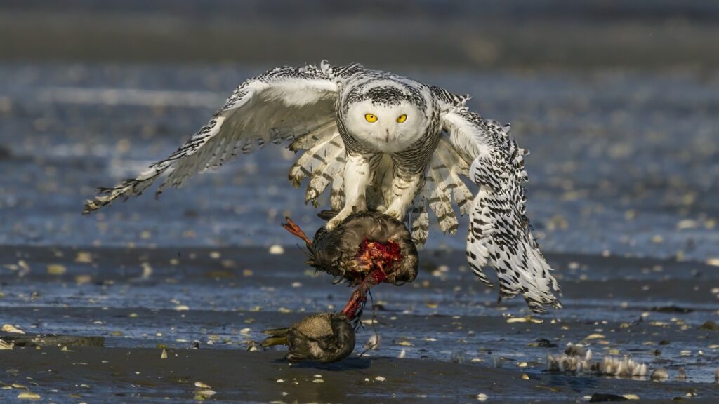 5 animals you can spot only in winter Express shorts