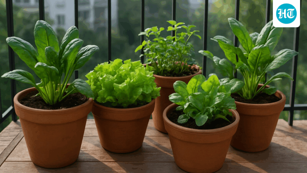 5 vegetables you can grow in your balcony this winter: How to harvest fresh spinach and methi in 30 days 5 vegetables you can grow in your balcony this winter: How to harvest fresh spinach and methi in 30 days