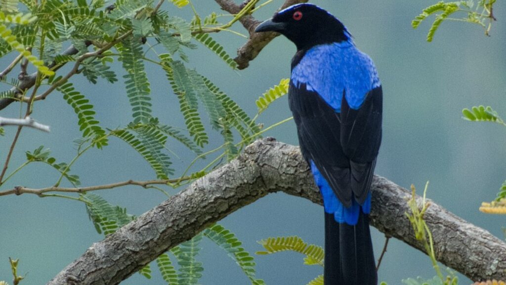 6 rare purple birds found in India bird
