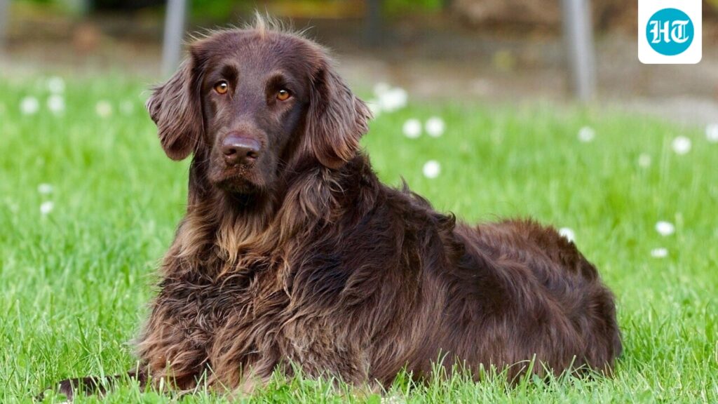 Anti-aging pills for dogs coming in 2026? What to know about FDA-backed drug Anti-aging pills for dogs coming in 2026? What to know about FDA-backed drug