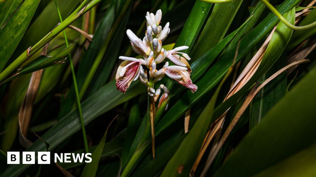 Can tech help cardamom farmers? Can tech help cardamom farmers?