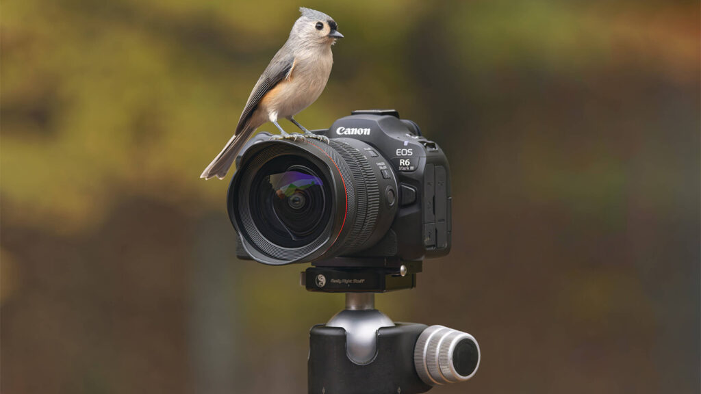 Canon announces EOS R6 Mark III full-frame mirrorless camera Canon announces EOS R6 Mark III full-frame mirrorless camera