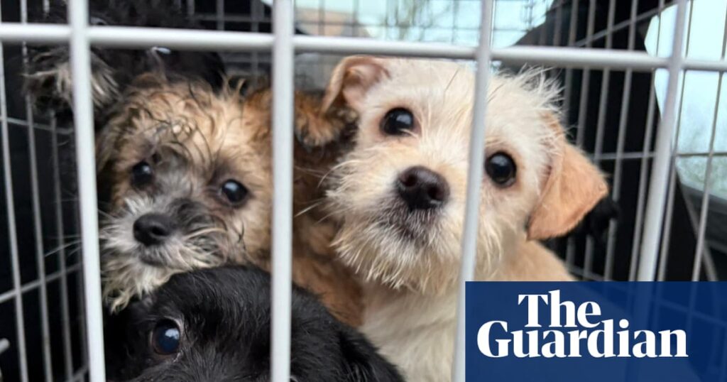 Dog and cat abandonment soars in UK as owners struggle with cost of living | Pets Dog and cat abandonment soars in UK as owners struggle with cost of living | Pets
