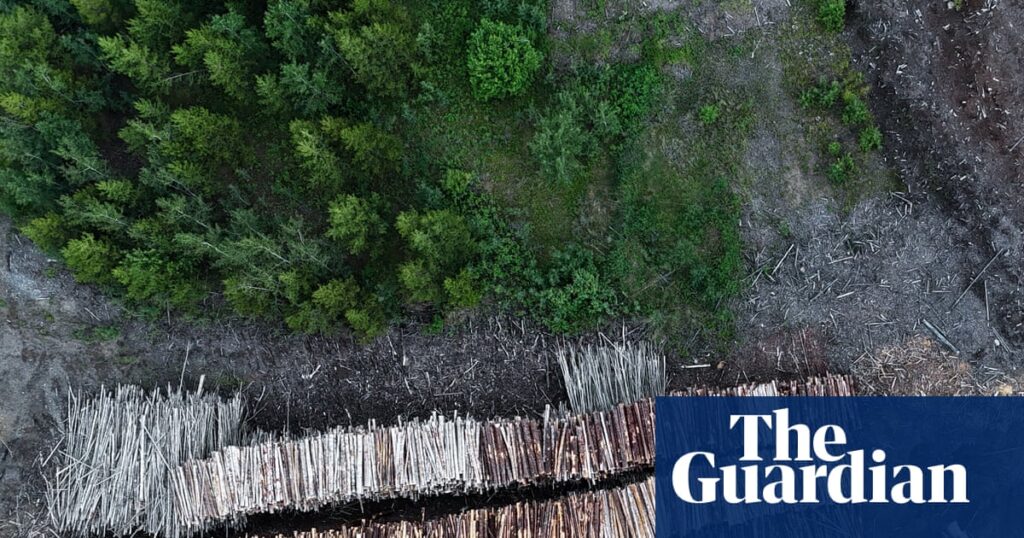 Drax still burning 250-year-old trees sourced from forests in Canada, experts say | Drax Drax still burning 250-year-old trees sourced from forests in Canada, experts say | Drax