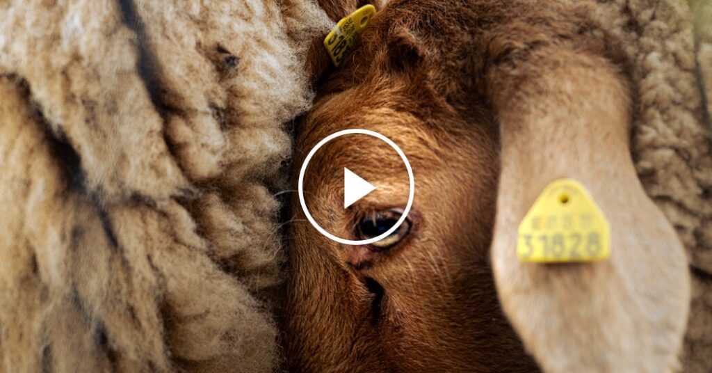 Farmer Rescues ‘Gay Sheep,’ Creates Rainbow Wool Farmer Rescues ‘Gay Sheep,’ Creates Rainbow Wool