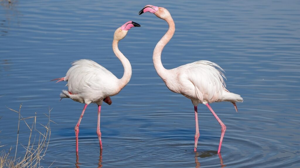Have you ever wondered why some animals like flamingos are so colourful? | Pets-animals News Express shorts