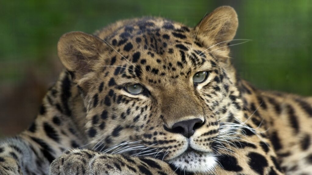 No, leopards and panthers are not at all different; we explain | Pets-animals News Think leopards and panthers are different animals? Not really!