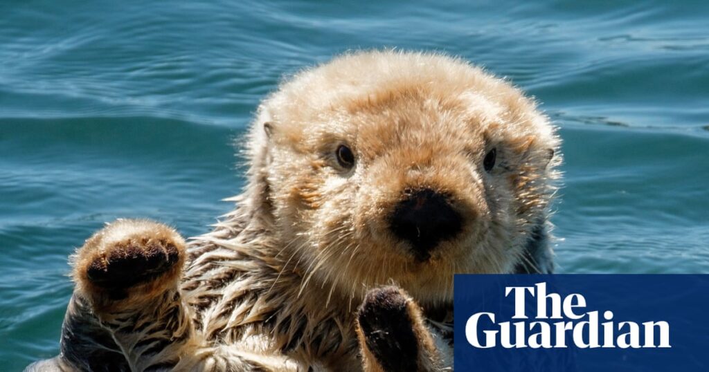 Thursday news quiz: TikTok horrors, hat-trick heroes and a rescued baby otter | Life and style Thursday news quiz: TikTok horrors, hat-trick heroes and a rescued baby otter | Life and style