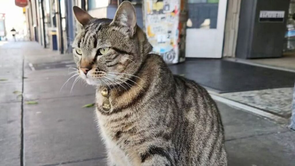 ‘Justice for KitKat’: Know all about the bodega cat run over by a robotaxi in San Francisco | Pets-animals News Express shorts
