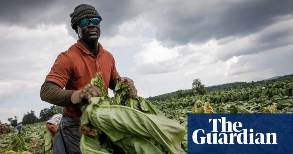 A hurricane destroyed their homes in Jamaica. Now they face losing the jobs they relied on in the US | US immigration A hurricane destroyed their homes in Jamaica. Now they face losing the jobs they relied on in the US | US immigration