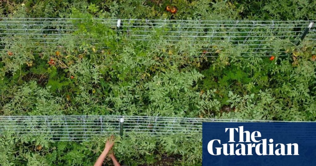 Trump unveils $12bn aid package for US farmers amid tariff fallout | Trump tariffs Trump unveils $12bn aid package for US farmers amid tariff fallout | Trump tariffs