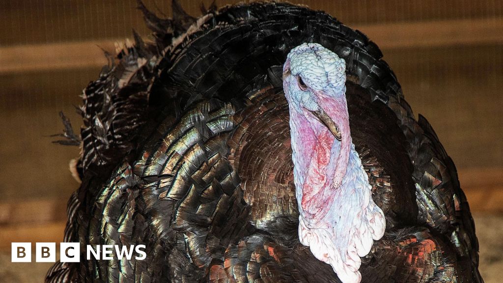 Turkey breeder supplying luxury stores investigated over welfare Turkey breeder supplying luxury stores investigated over welfare