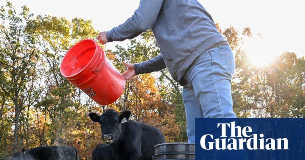 US farmers say Trump’s $12bn package not enough to undo damage from tariffs | Business