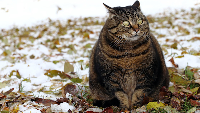 Weight-loss drugs come for Fluffy and Fido A chubby tabby cat with wide eyes sits on the ground among fallen leaves and patches of snow.